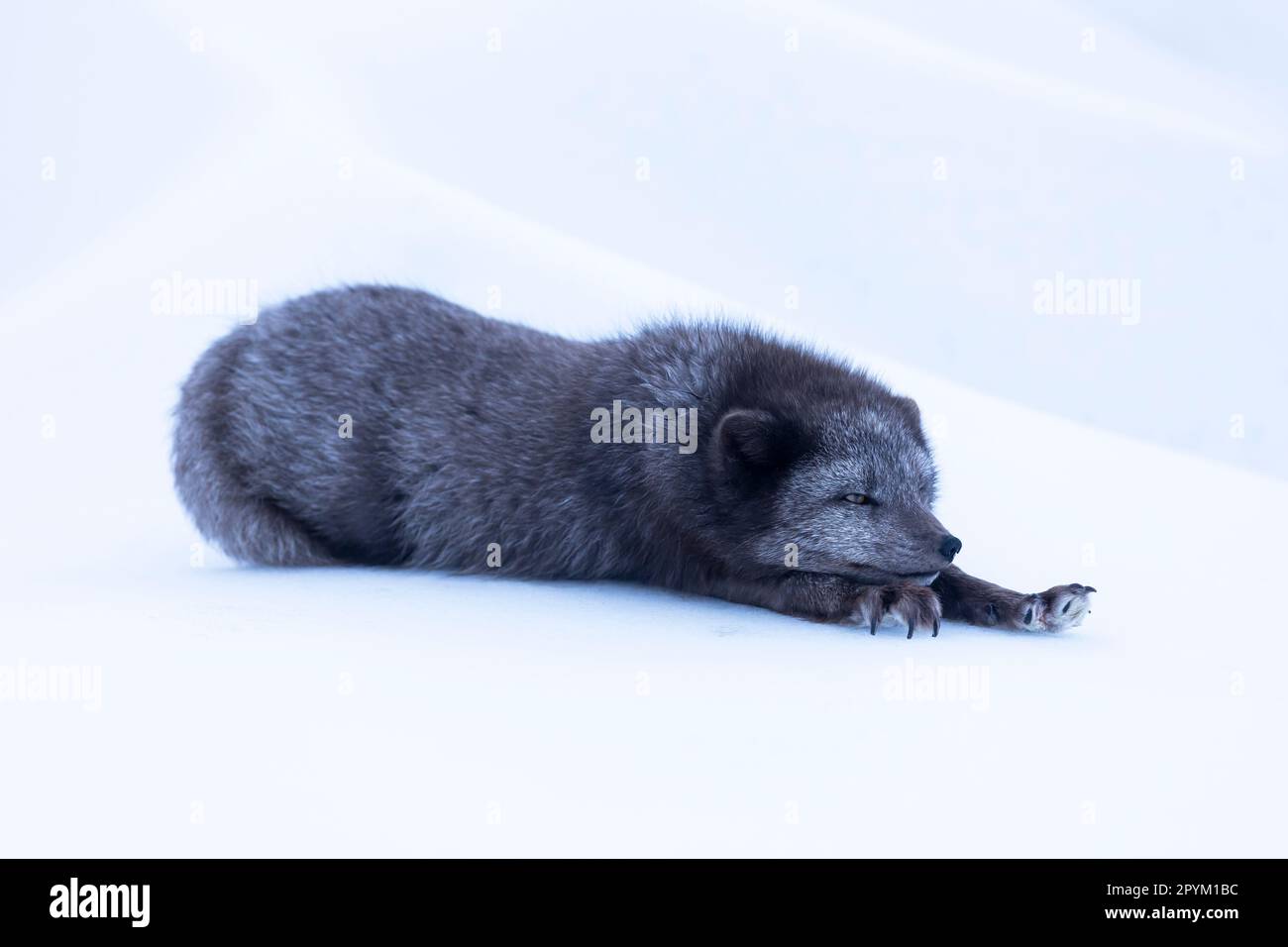 Volpe artica (Vulpes lagopus), relax sulla neve Foto Stock
