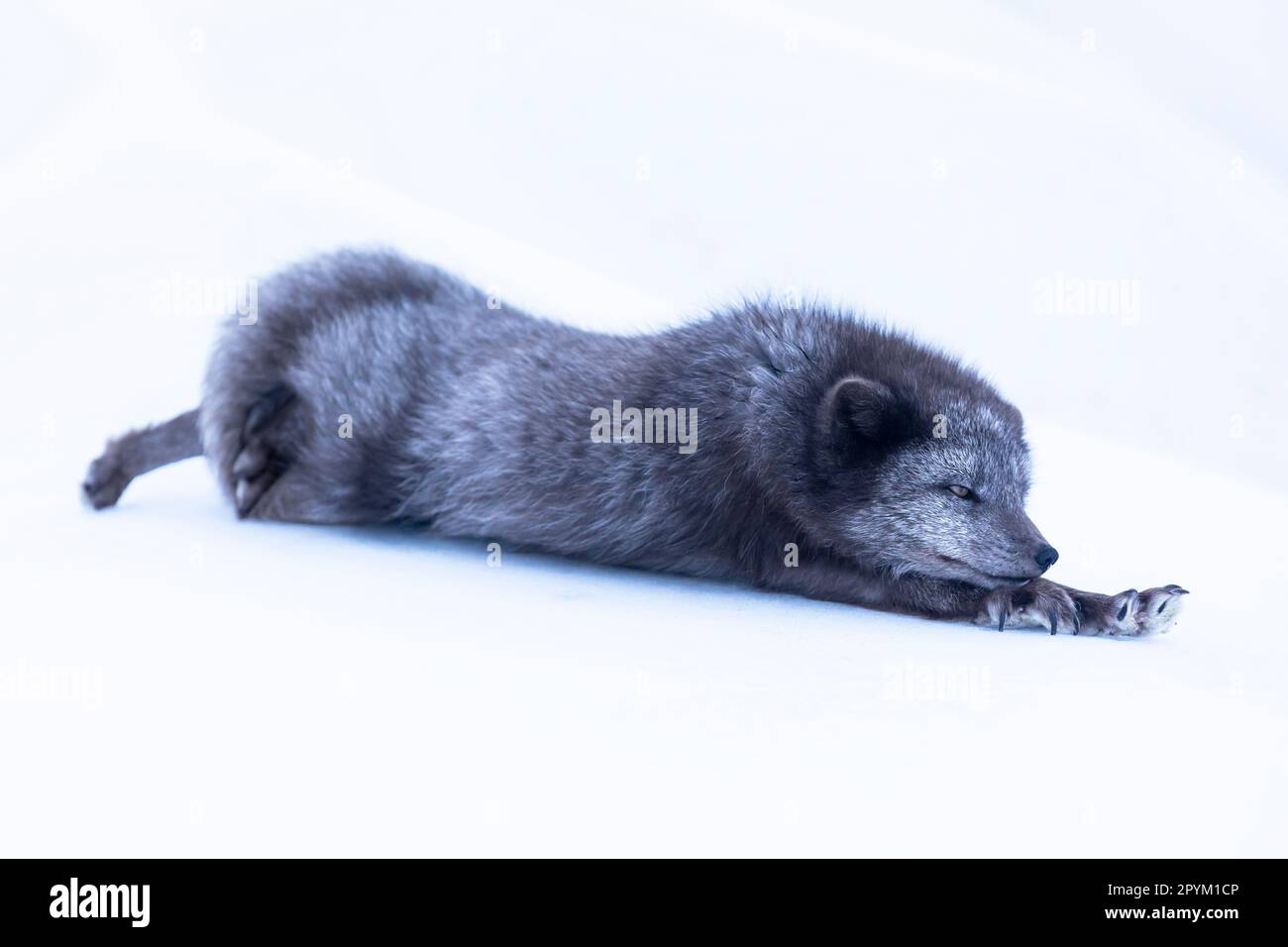 Volpe artica (Vulpes lagopus), che si allunga nella neve Foto Stock