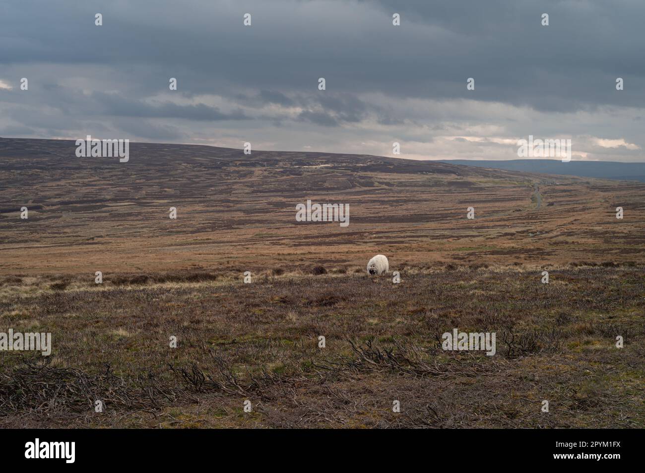 Pecore sulle brughiere delle Pennine del Nord. Giorno nuvoloso, torbido. Contea di Durham. Orizzontale, viste. Foto Stock