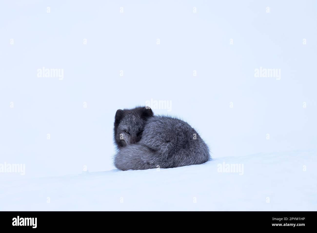 Volpe artica (Vulpes lagopus), che riposa nella neve Foto Stock