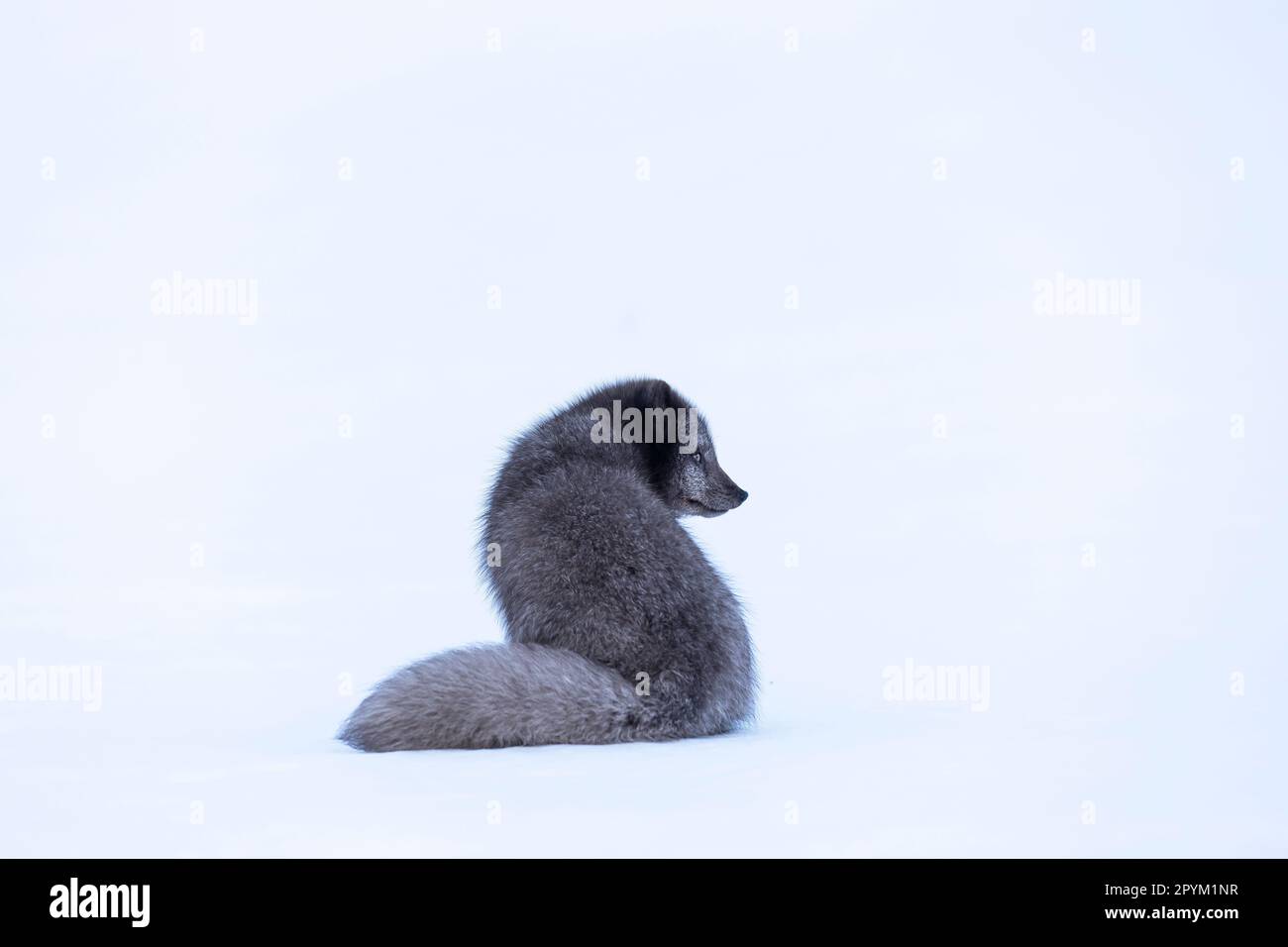 Volpe artica (Vulpes lagopus), seduta nella neve Foto Stock