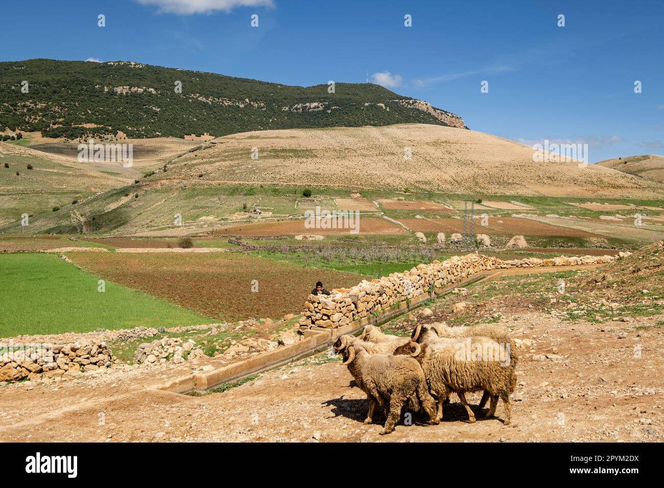 carneros, Parco Nazionale dell'Ifran, Atlante Medio, Marocco, Africa Foto Stock