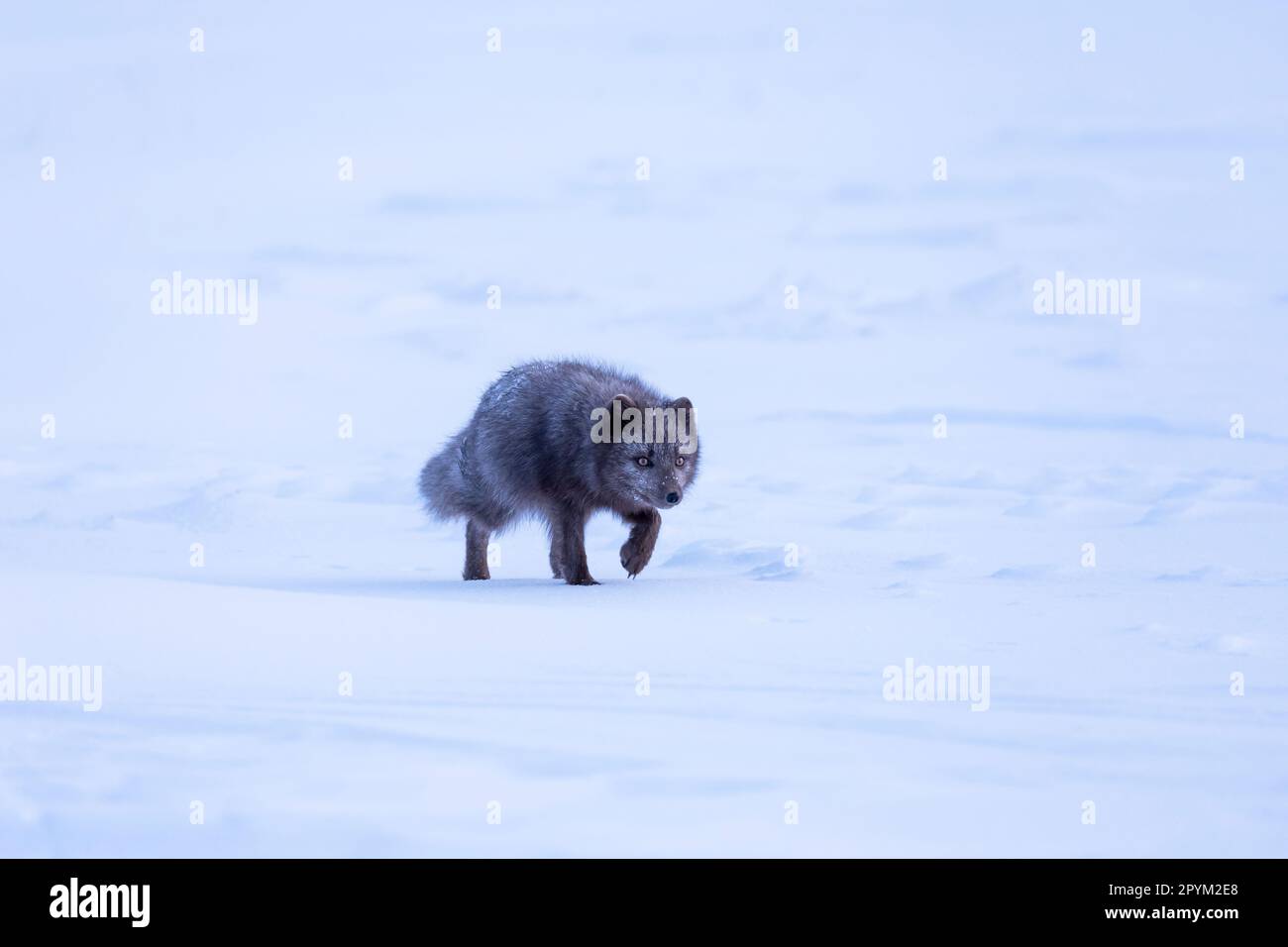 Volpe artica (Vulpes lagopus), alla ricerca di cibo nelle montagne innevate Foto Stock