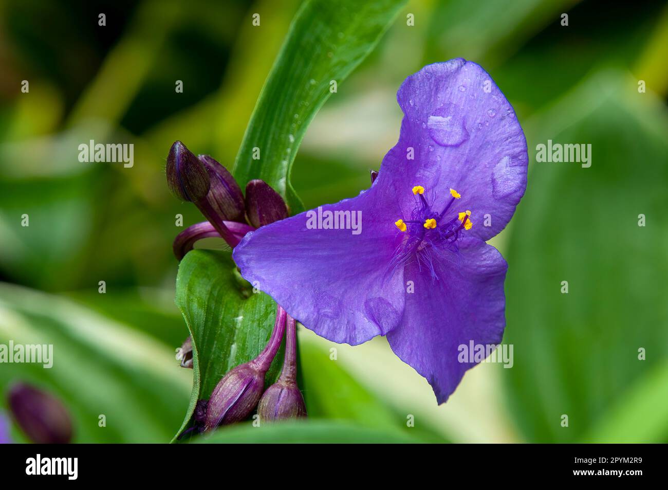 Sydney Australia, gocce di pioggia su un fiore viola di una tradescantia virginiana o virginia spiderwort Foto Stock