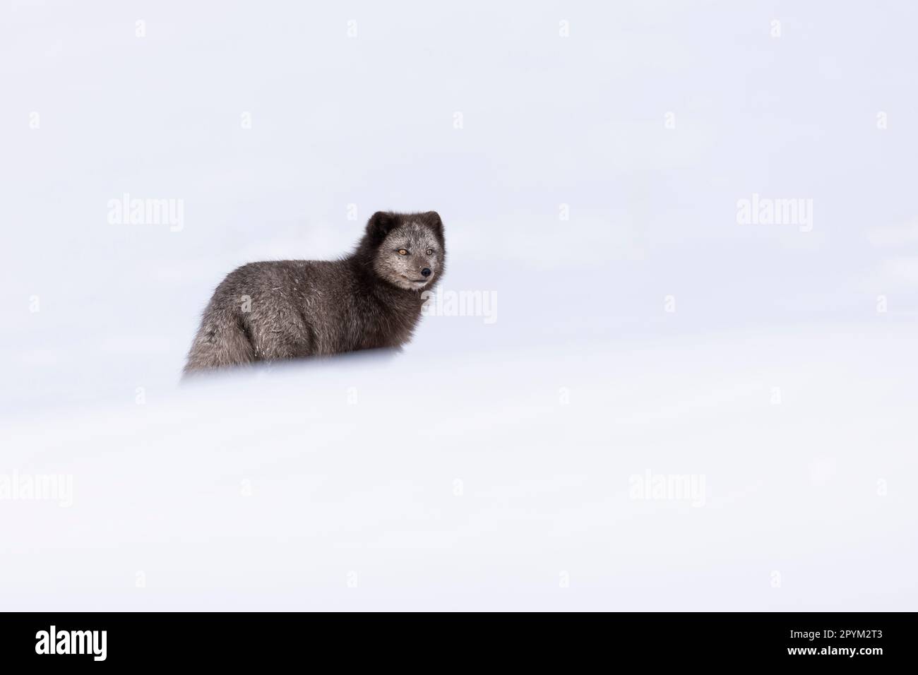 Volpe artica (Vulpes lagopus), alla ricerca di cibo nelle montagne innevate Foto Stock