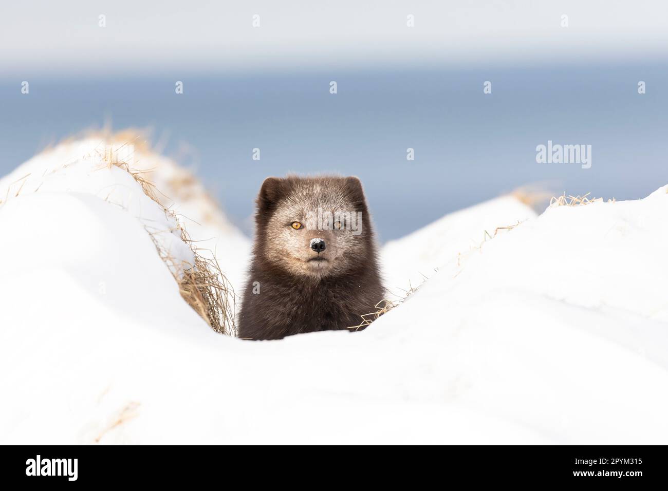 Volpe artica (Vulpes lagopus), alla ricerca di cibo nelle montagne innevate Foto Stock