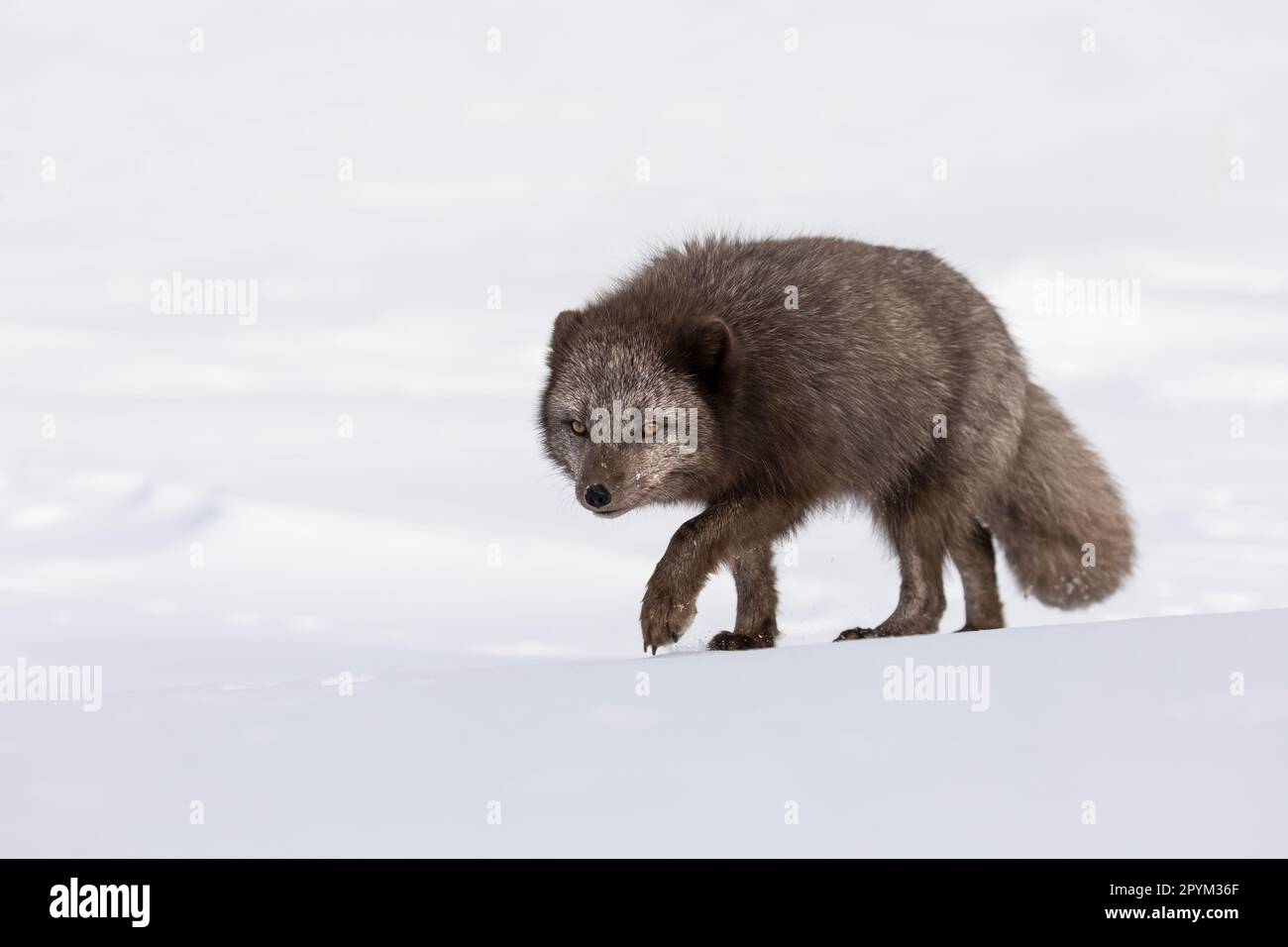 Volpe artica (Vulpes lagopus), alla ricerca di cibo nelle montagne innevate Foto Stock