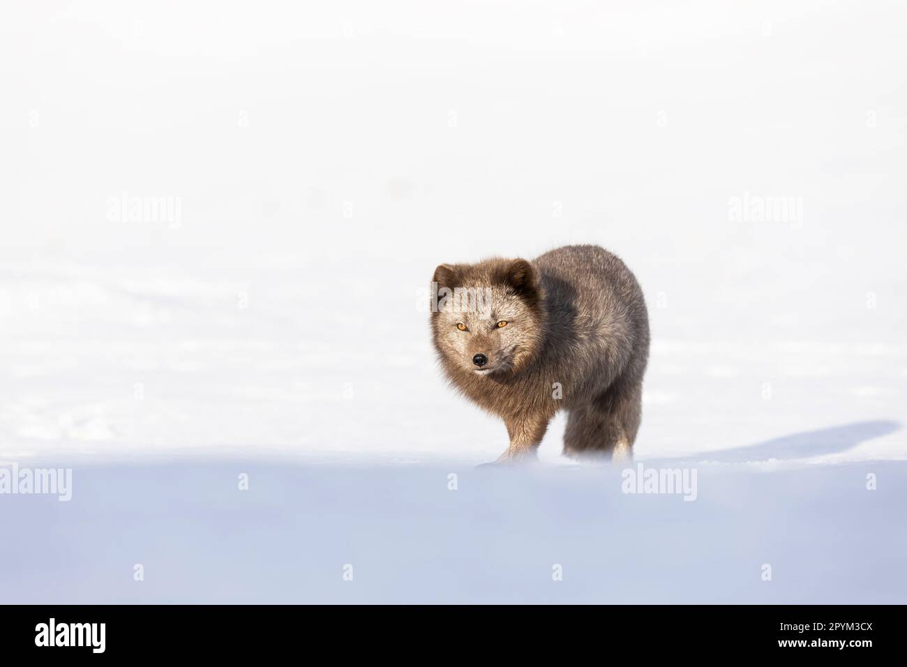 Volpe artica (Vulpes lagopus), alla ricerca di cibo nelle montagne innevate Foto Stock