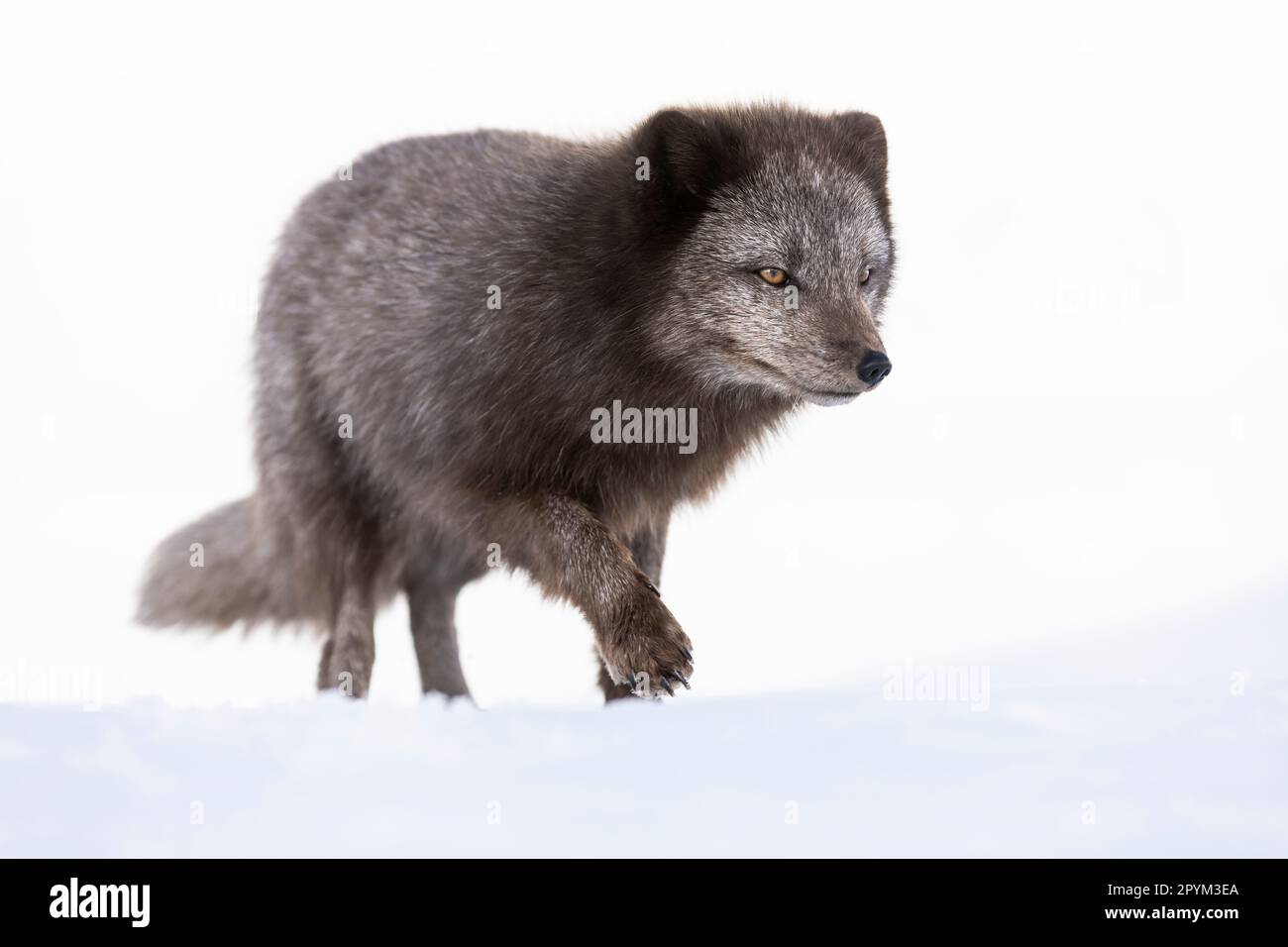 Volpe artica (Vulpes lagopus), alla ricerca di cibo nelle montagne innevate Foto Stock