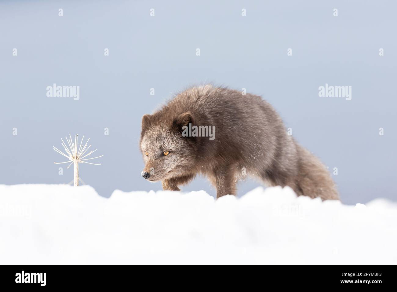 Volpe artica (Vulpes lagopus), alla ricerca di cibo nella neve Foto Stock