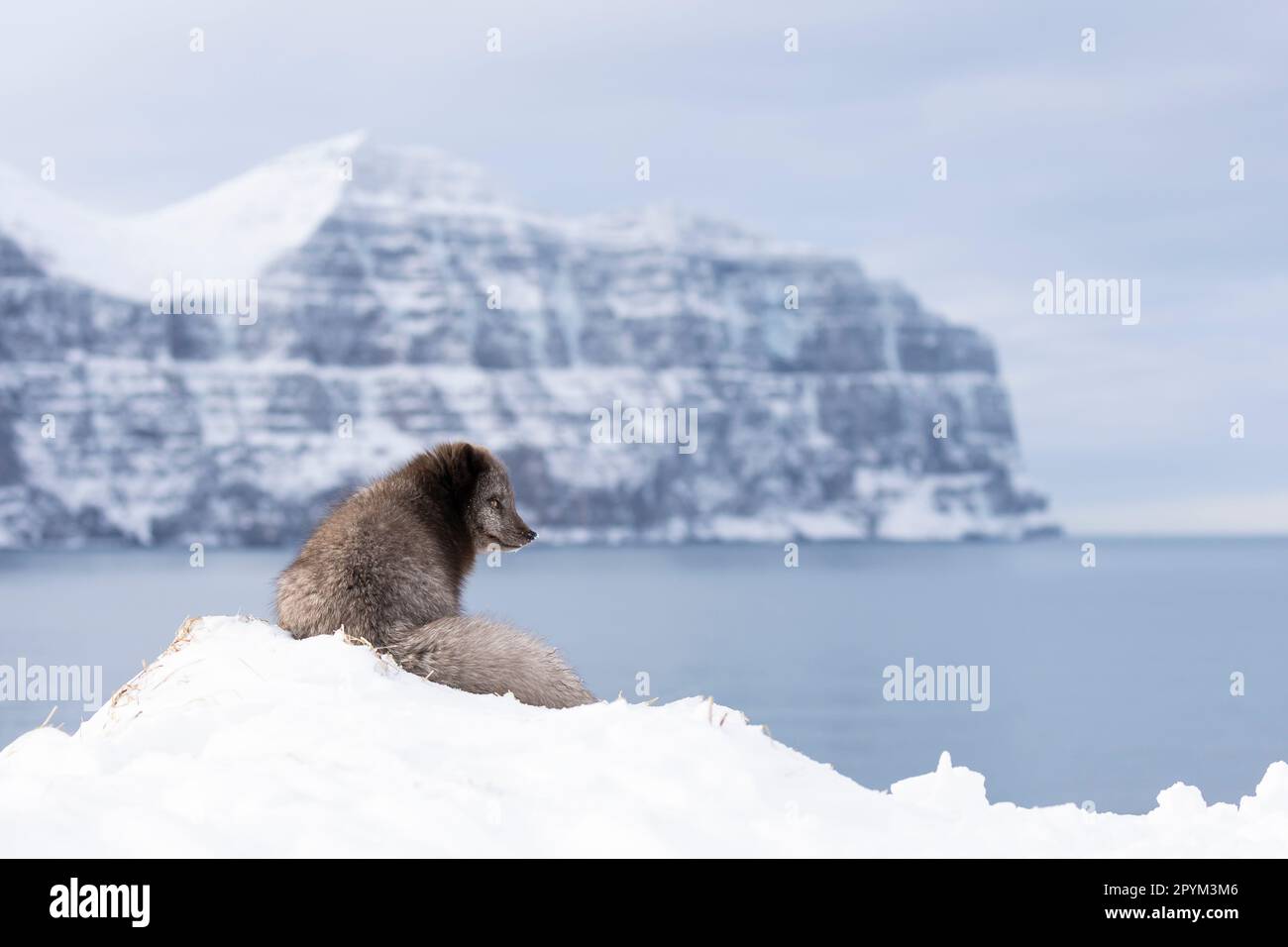 Volpe artica (Vulpes lagopus), alla ricerca di cibo nelle montagne innevate Foto Stock