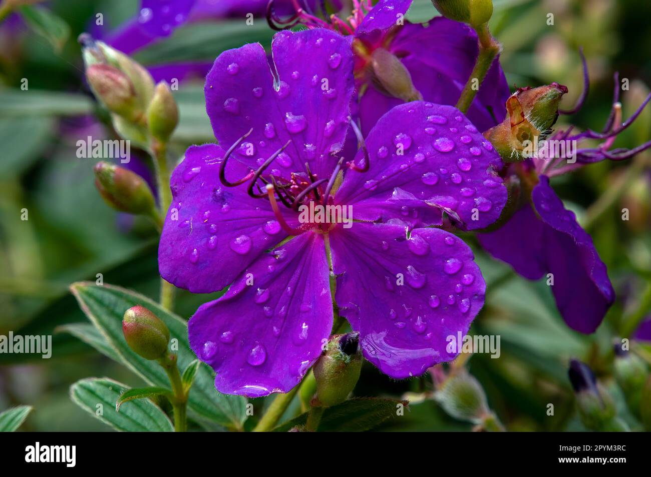 Sydney Australia, gocce di pioggia su fiori viola di una tibuchina urvilleana o lasiandra Foto Stock