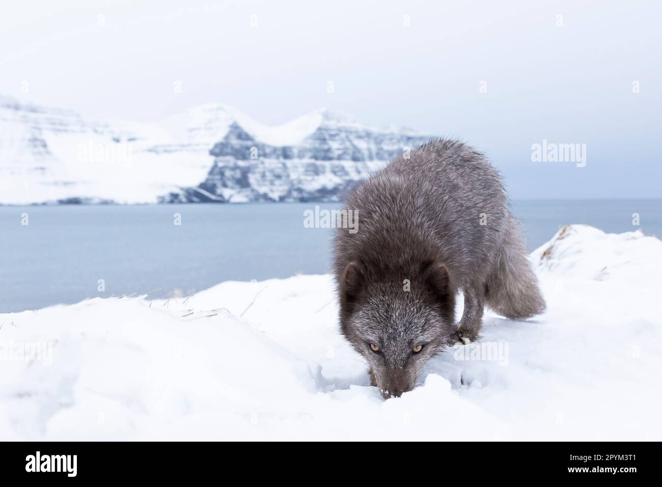 Volpe artica (Vulpes lagopus), alla ricerca di cibo nelle montagne innevate Foto Stock