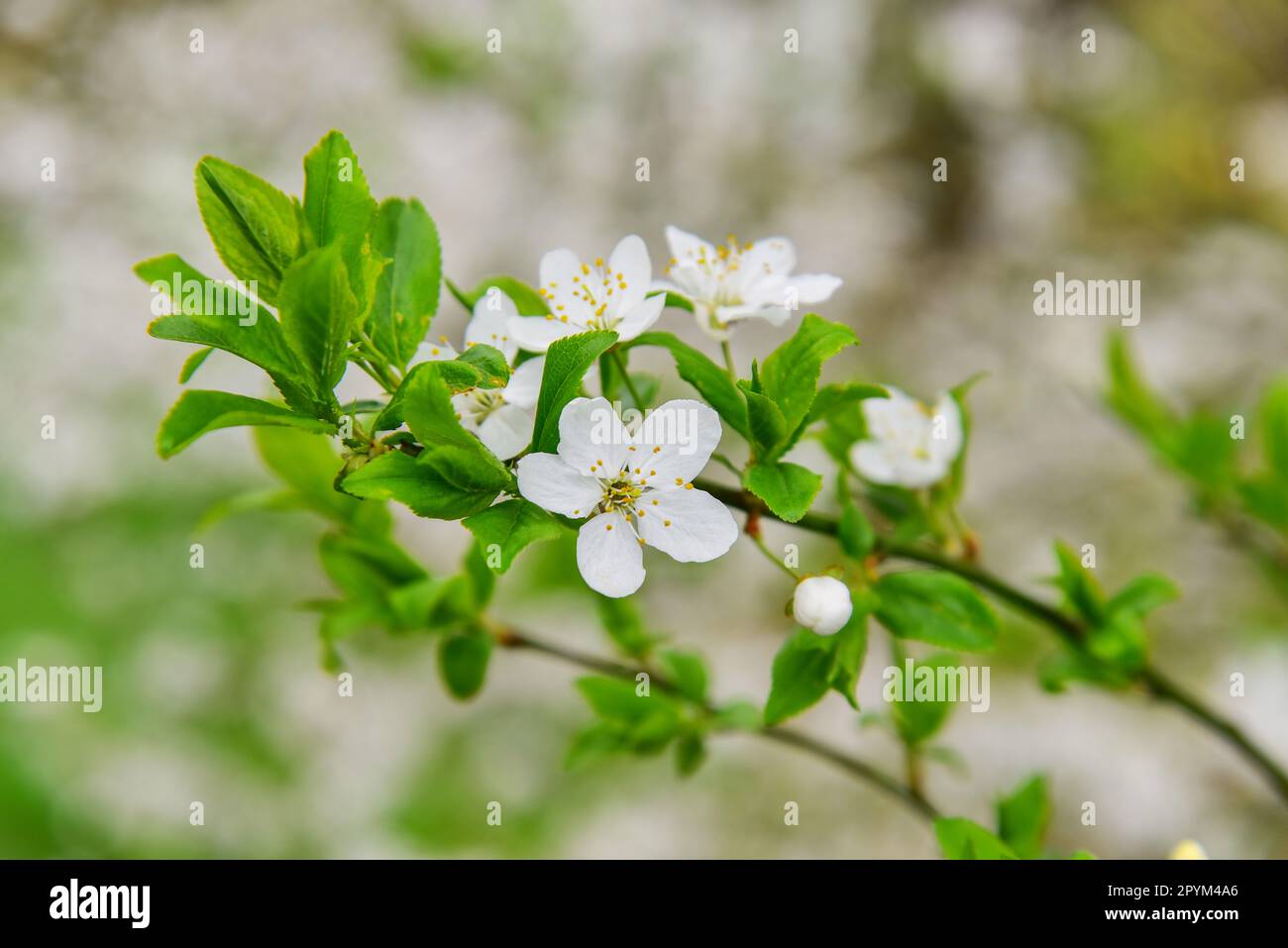 Fiori di fiore bianco di primavera su un ramo di albero. Bella fioritura sfondo naturale. Parco albero fiorito. Foto Stock