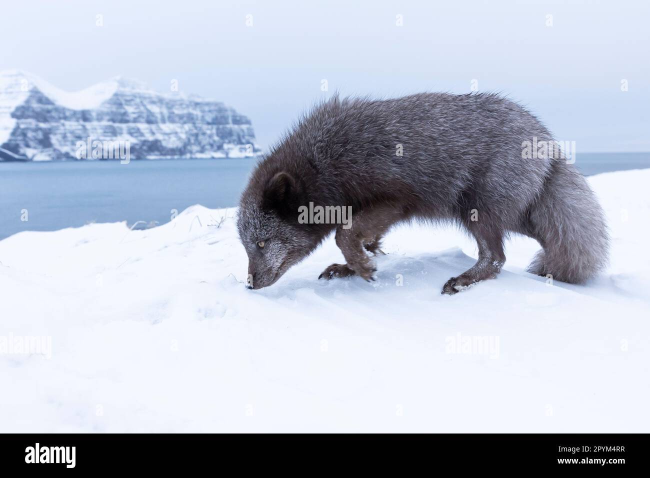 Volpe artica (Vulpes lagopus), alla ricerca di cibo nelle montagne innevate Foto Stock