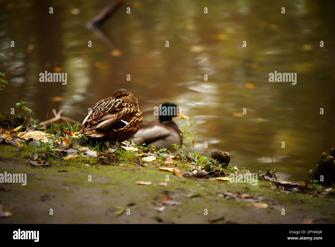 Una femmina d'anatra mallardo poggiata sul lago. Foto Stock