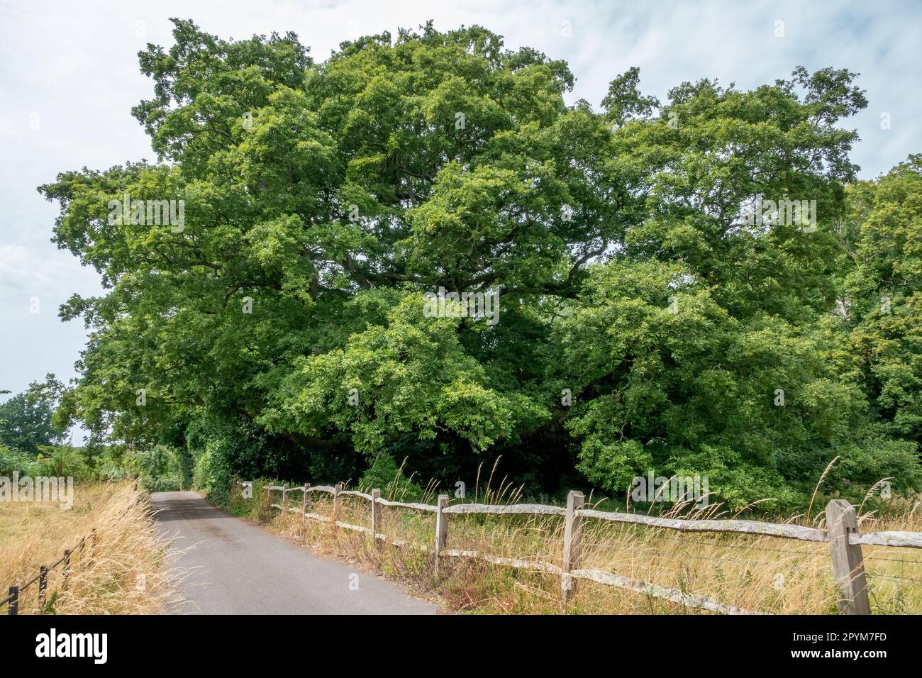 Maturo grande quercia in foglia piena in un campo che sovrasta tradizionale palo di legno e ringhiera accanto a una corsia di campagna Foto Stock