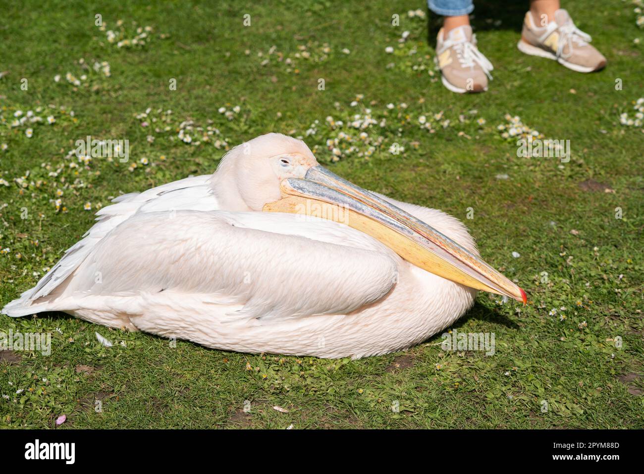 Londra Regno Unito. 4 maggio 2023. Pellicani rosa (Pelecanus rufescens) che riposano al sole nel Parco di Saint James. La previsione è per gli incantesimi soleggiati con la possibilità di pioggia durante l'incoronazione a Londra. Credit: amer Ghazzal/Alamy Live News Foto Stock