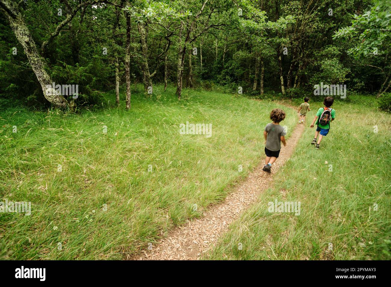 sentiero natura, nebias, languedoc-roussillon, aude dipartimento, pirenei orientali, francia, europa Foto Stock