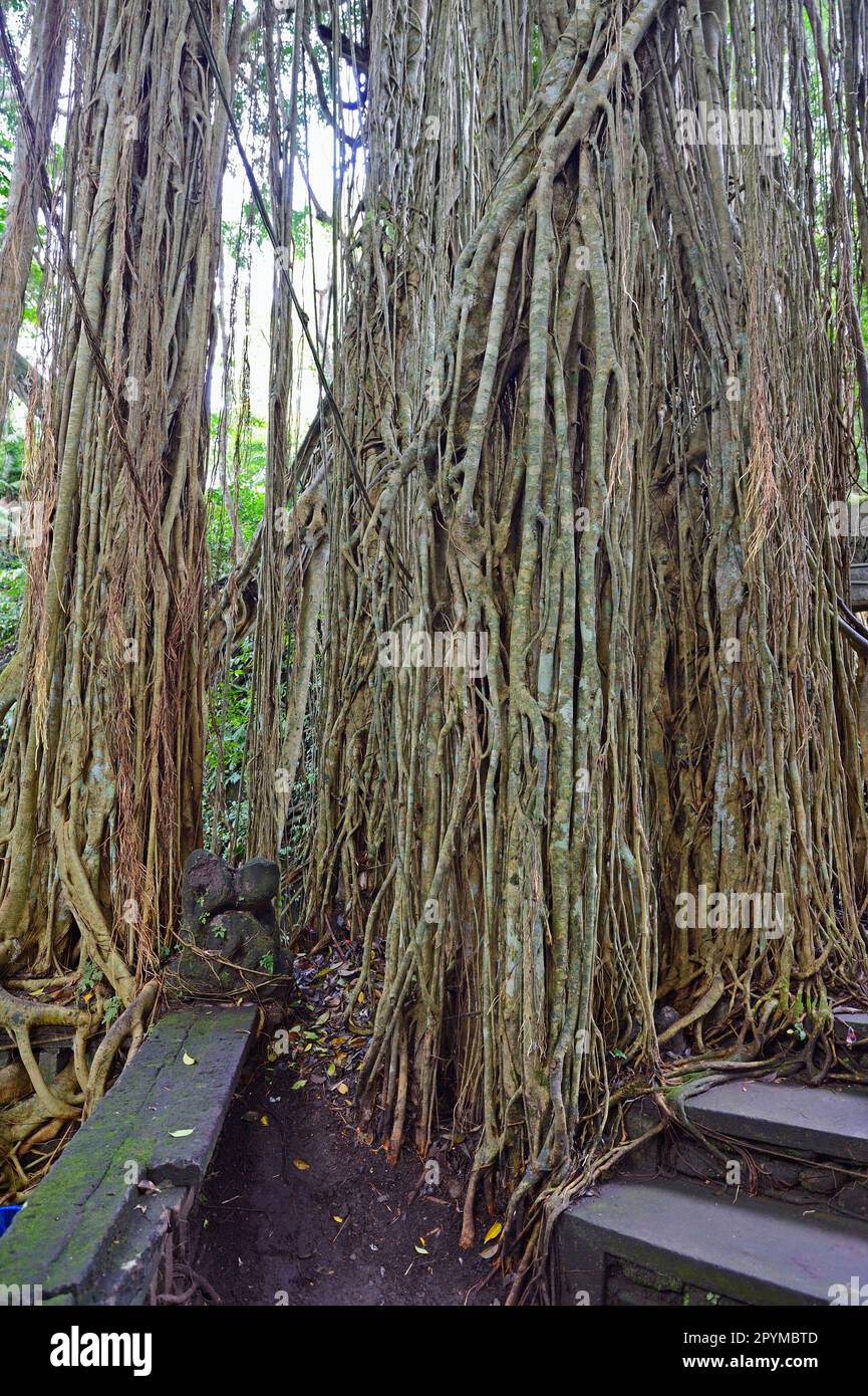 Radici aeree di un ficus, Tempio della sorgente Santa, Foresta delle scimmie, Ubud, Bali, Indonesia Foto Stock