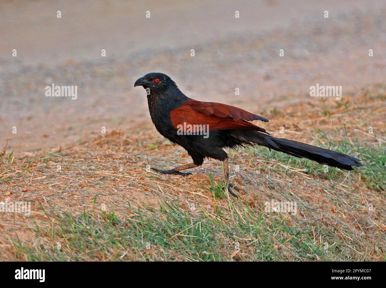 Greater Coucal (Centropus sinensis intermedius) adulto, che corre attraverso la pista sterrata, Thailandia Foto Stock