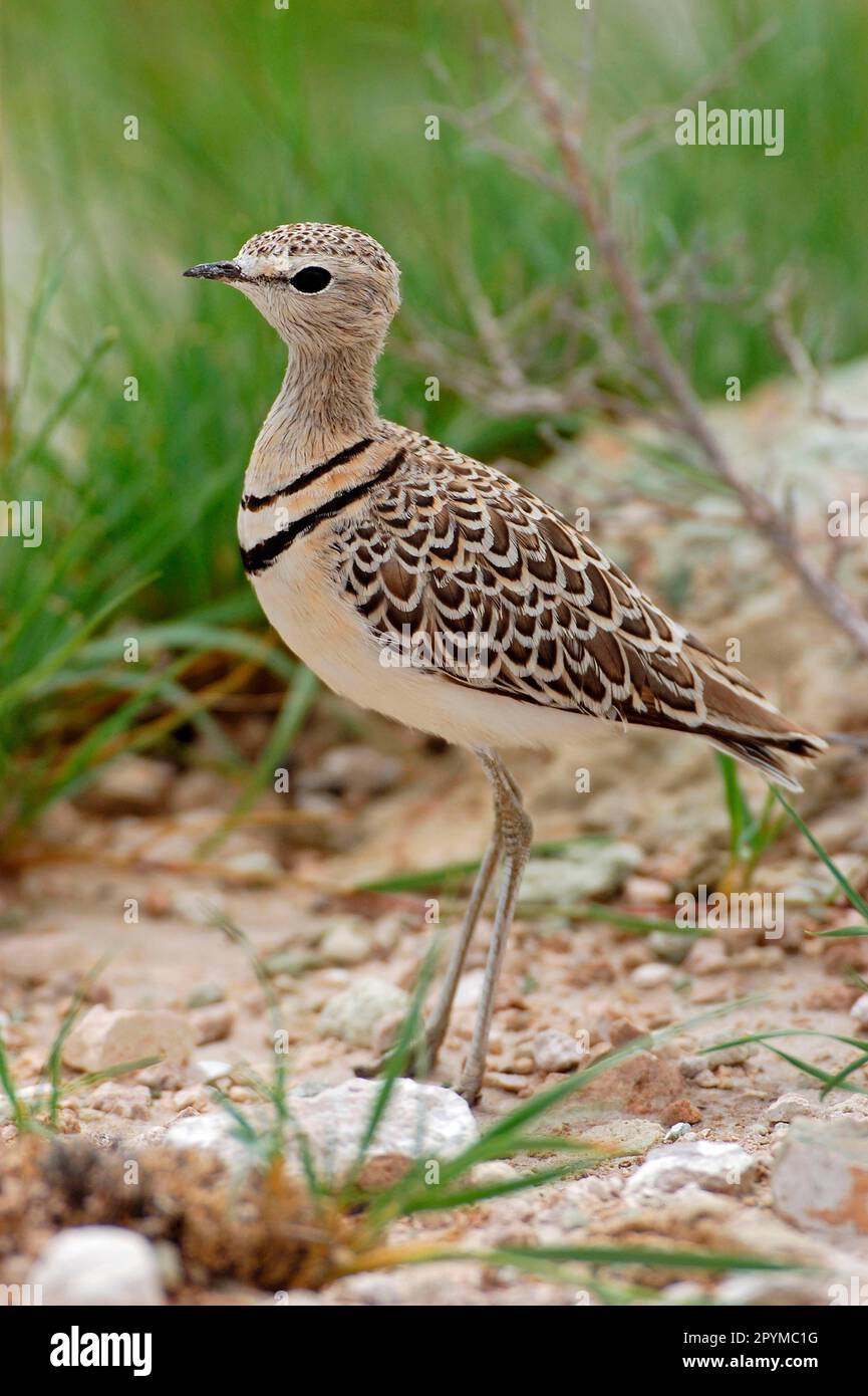 Corteggiatore a doppia fascia (Rhinoptilus africanus) in piedi per adulti, Etosha, Namibia Foto Stock