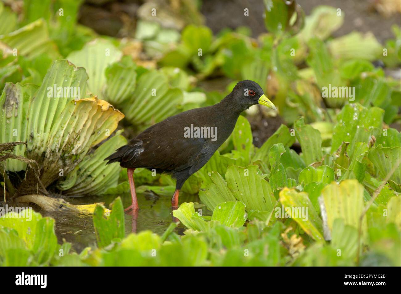 Crusca nera (Amaurornis flavirostris) adulto, in acqua tra acqua Lettuce (Pistia stratiotes), Liwonde N. P. Malawi Foto Stock