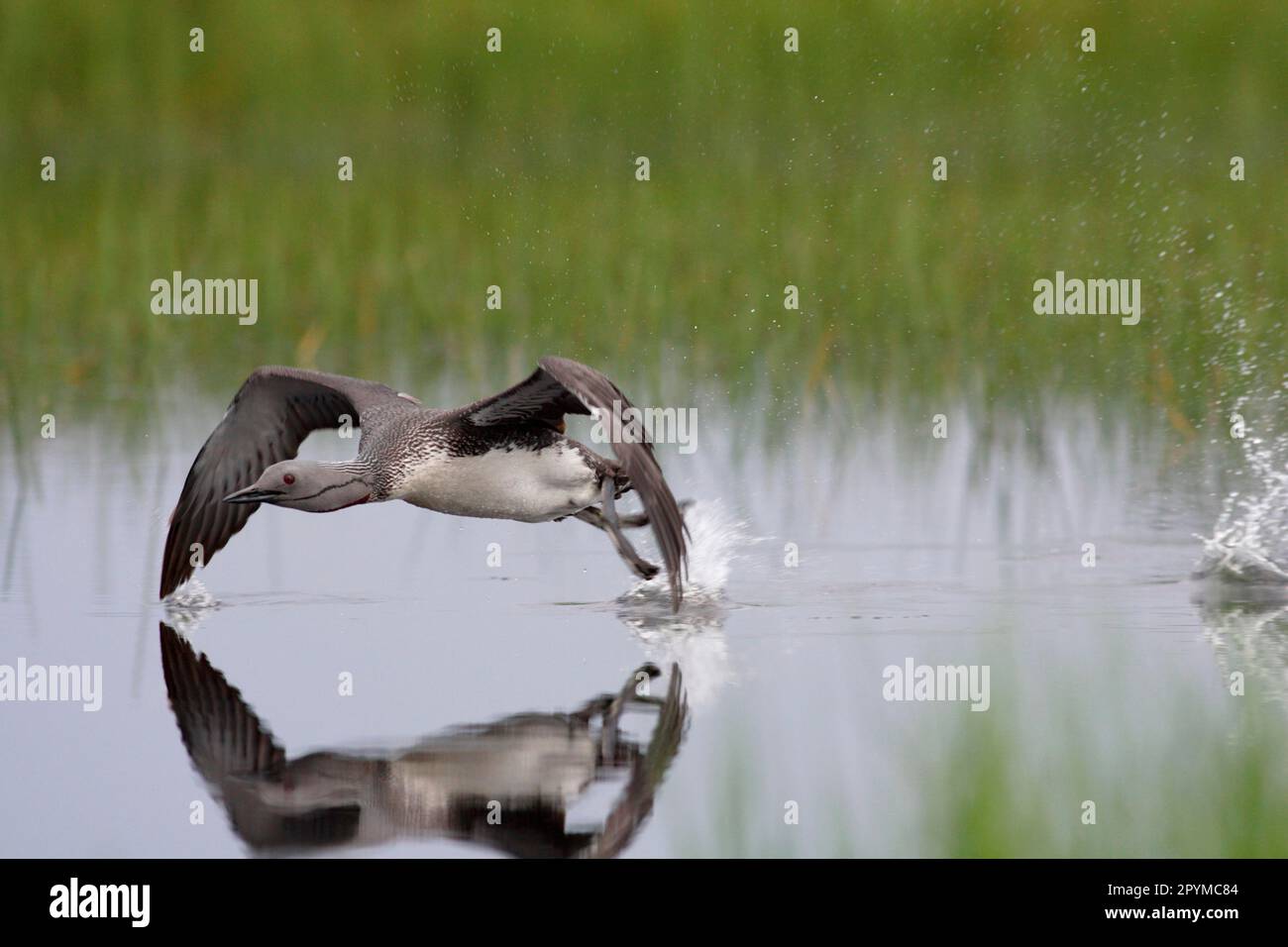 Tuffatore con gola rossa (Gavia stellata) adulto, corre attraverso la superficie dell'acqua per decollare, piccola piscina in tundra aperta, Finlandia, estate Foto Stock