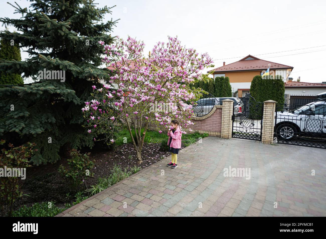 Ragazza preschooler in giacca rosa godendo bella primavera giorno vicino a magnolia albero fioritura. Attività primaverili. Foto Stock