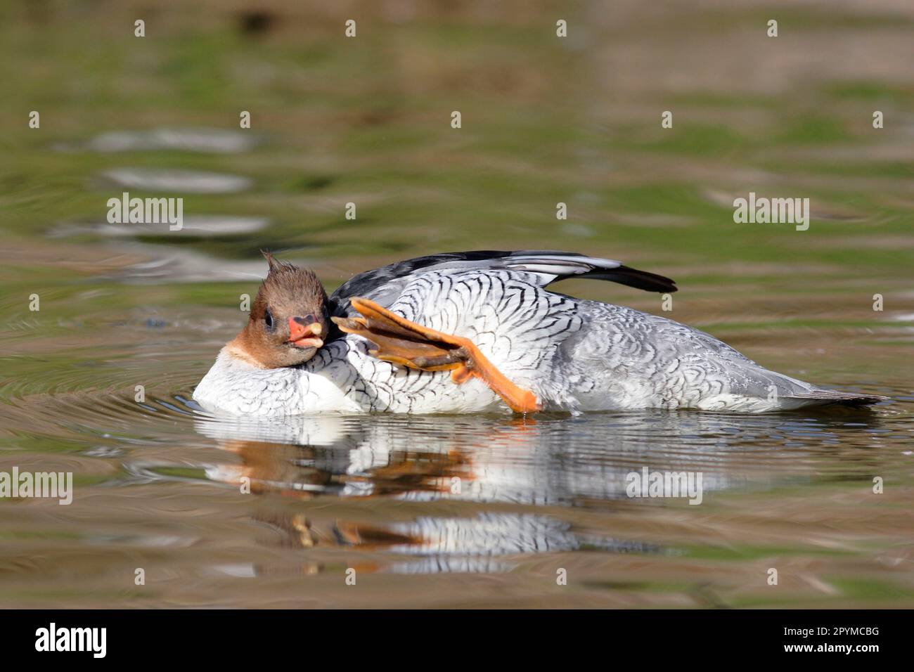 Merganser a lati scaly (Mergus squamatus), Oca Uccelli, animali, Uccelli, Merganser a lati scaly Scratching femmina mentre nuota sul lago, Inverno Foto Stock