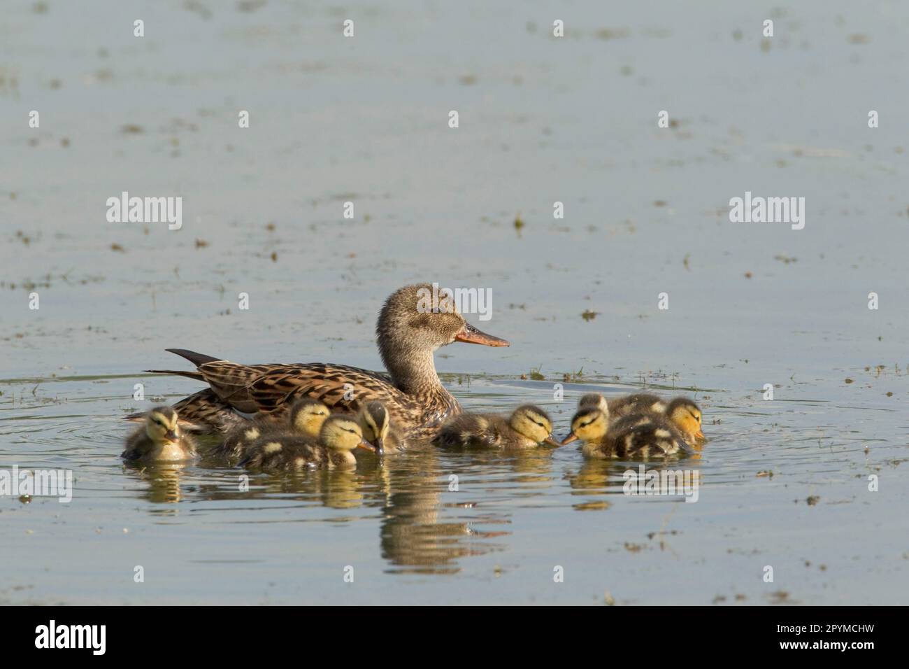 Gadwall (Anas strepera) femmina adulta con anatroccoli, nuoto su ex fossa di ghiaia allagata, Lackford Lakes Nature Reserve, Suffolk, Inghilterra, United Foto Stock