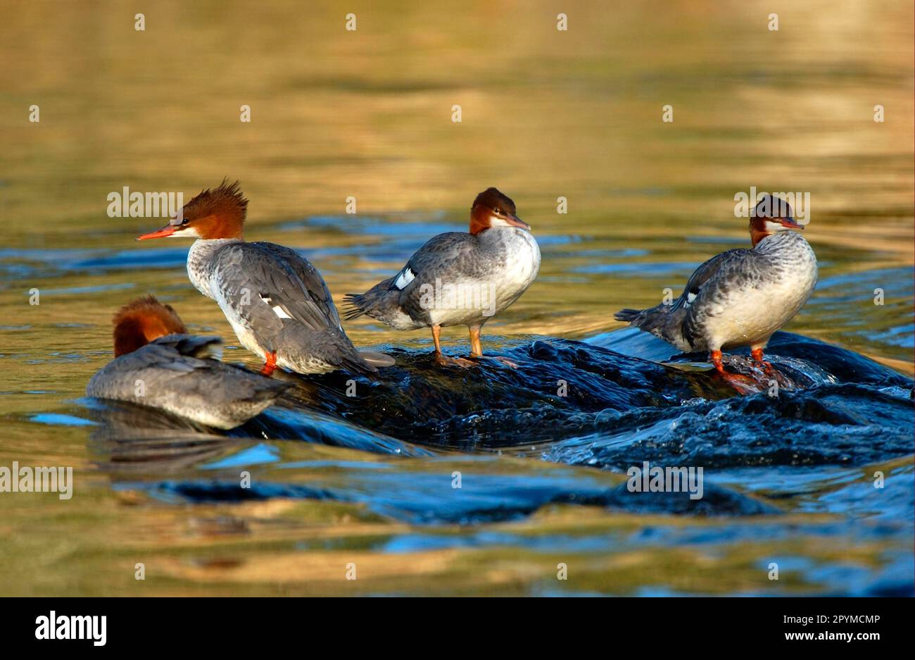 Goosander (Mergus merganser americanus) 'Merganser comune o americano', quattro riposanti in acqua corrente, Alaska (U.) S. A Foto Stock