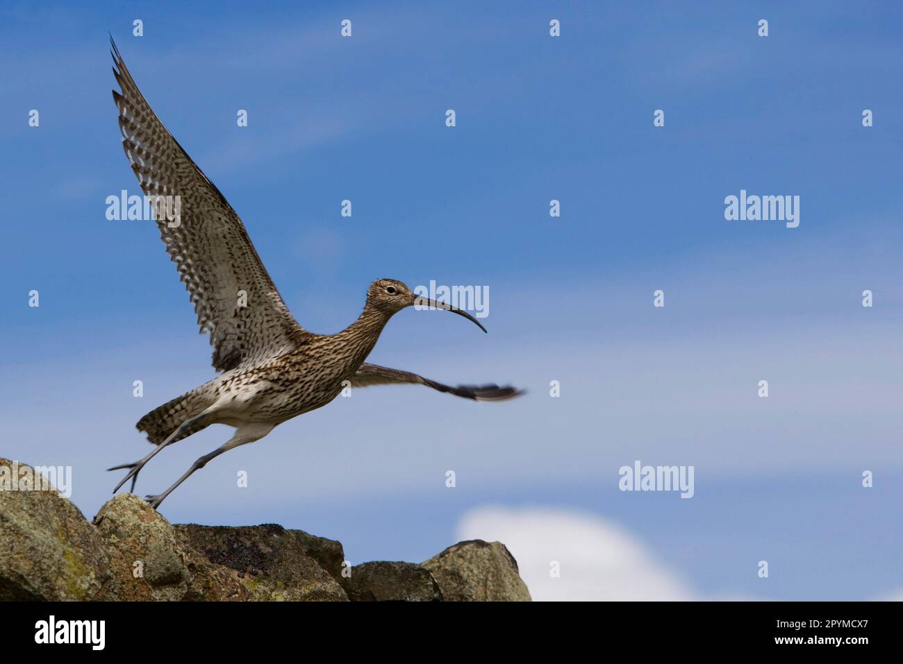 Whimbrel, Rain Curlew, Whimbrels (Numenius phaeopus), Animali, Uccelli, Waders, Whimbrel adulto, in volo, decollo da rocce, Scozia, Unito Foto Stock