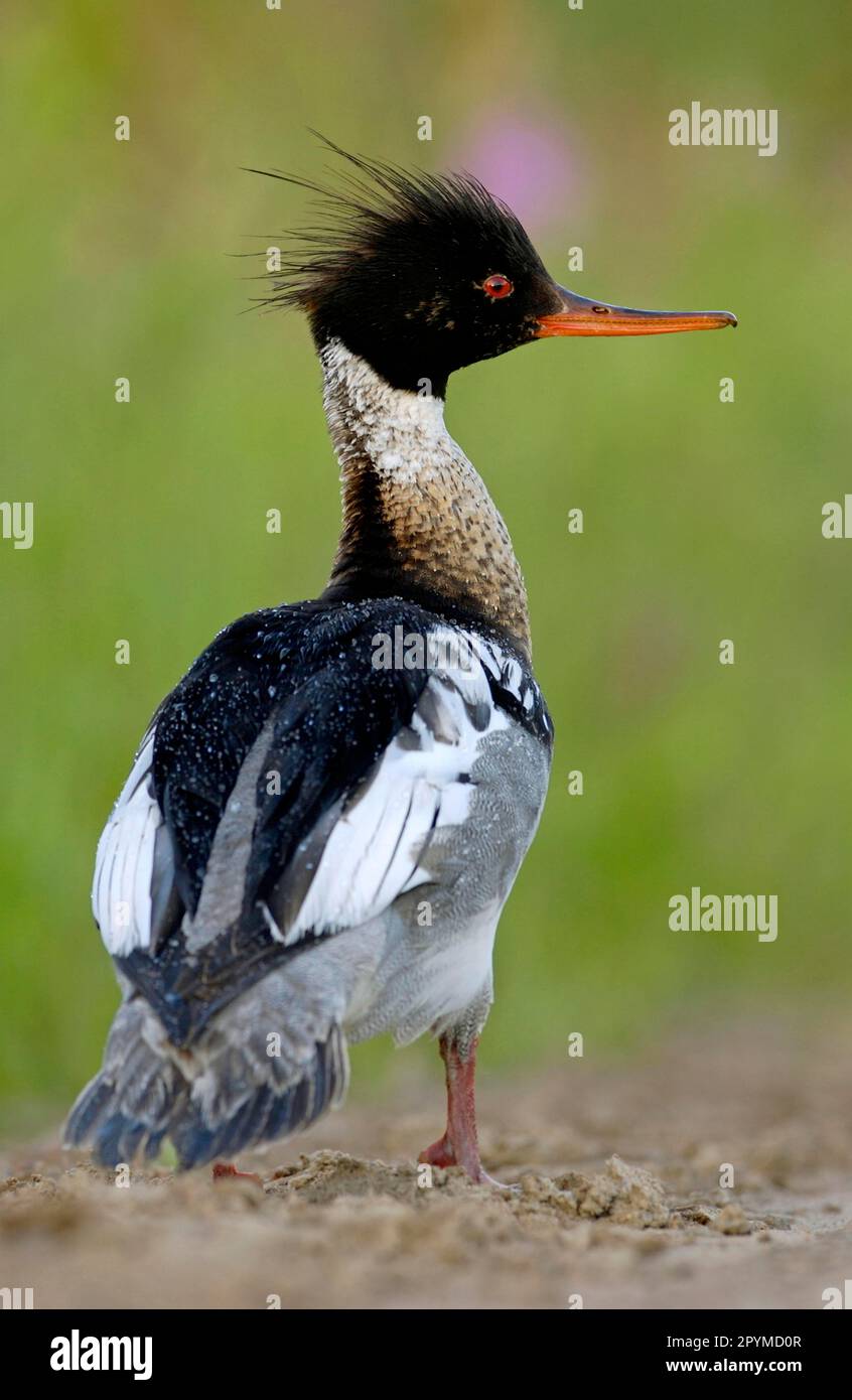 Merganser rosso-breasted (Mergus serrator), uccello dell'oca, animali, Uccelli, Merganser rosso-breasted maschio standing, Finlandia Foto Stock