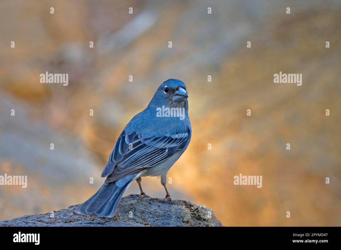 Blue Blue Chaffinch (Fringilla teydea), adulto maschio, seduto sulle rocce, Tenerife, Isole Canarie Foto Stock