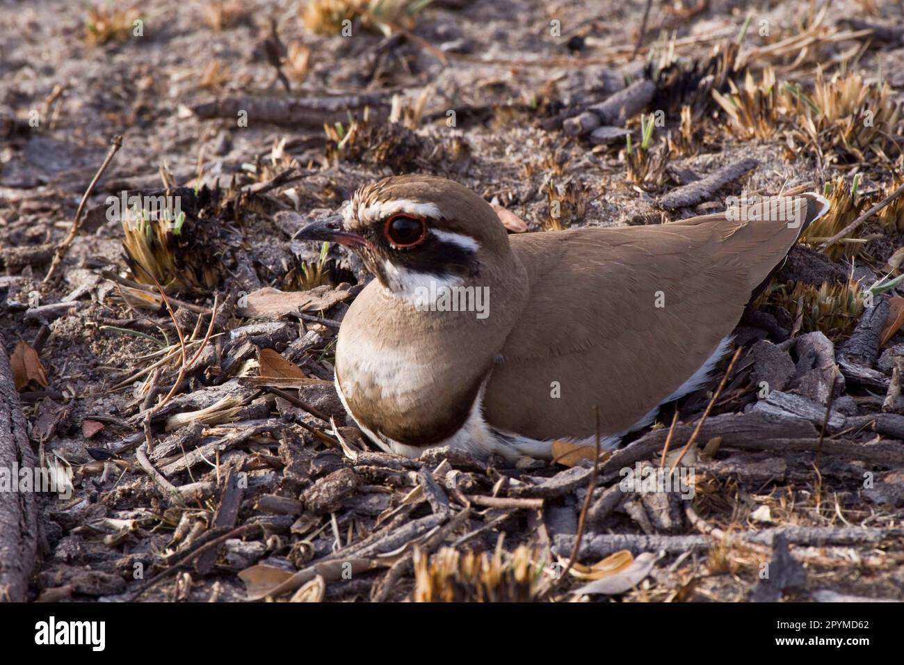 Courser con alette di bronzo sul nido, Kruger Nat Pk Sud Africa Foto Stock