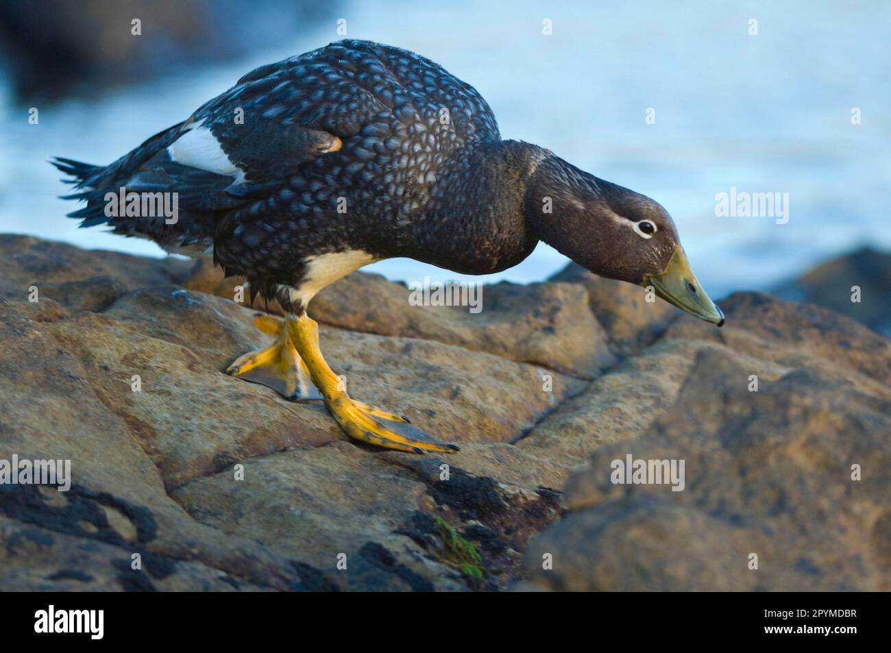 Falkland Flightless falkland anatra a vapore (Tachyeres brachypterus), femmina adulta, a piedi sulle rocce, Isola della carcassa, Falklands occidentali Foto Stock