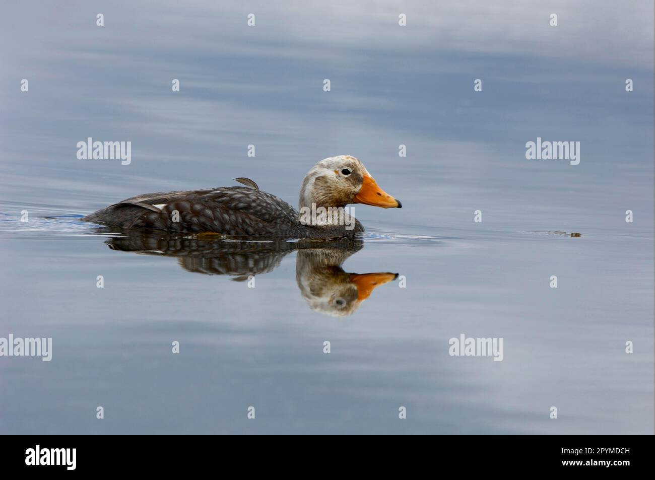 Anatre a vapore di Falkland (tachyeres brachypterus), endemiche, uccelli d'oca, semi oche, animali, Uccelli, Falkland Flightless Steamerduck adulto maschio Foto Stock