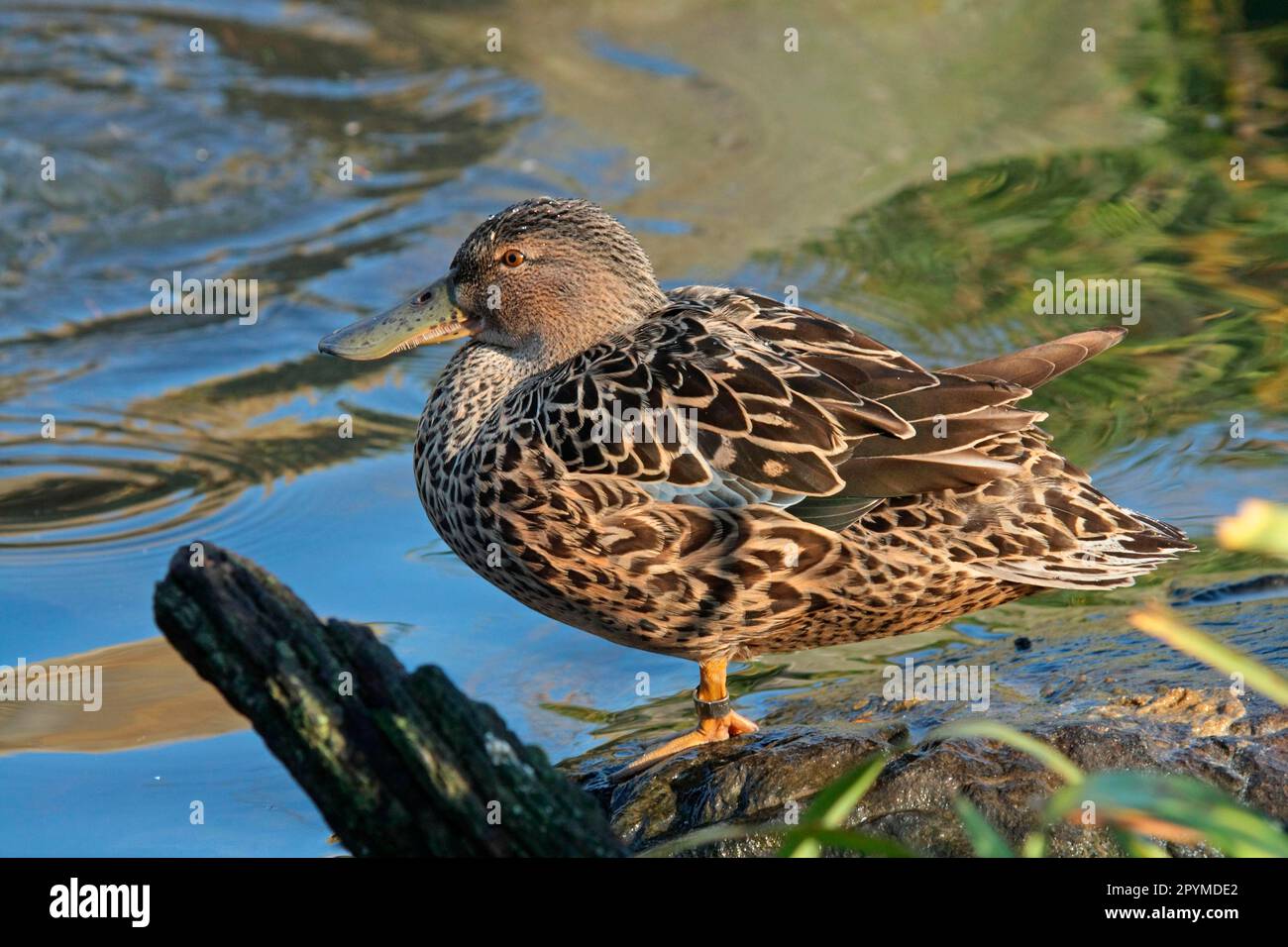 Shoveler Australiano, Scoter Crescent, Shoveler Australiano, Scoter Crescent, Scoter Crescent Foto Stock