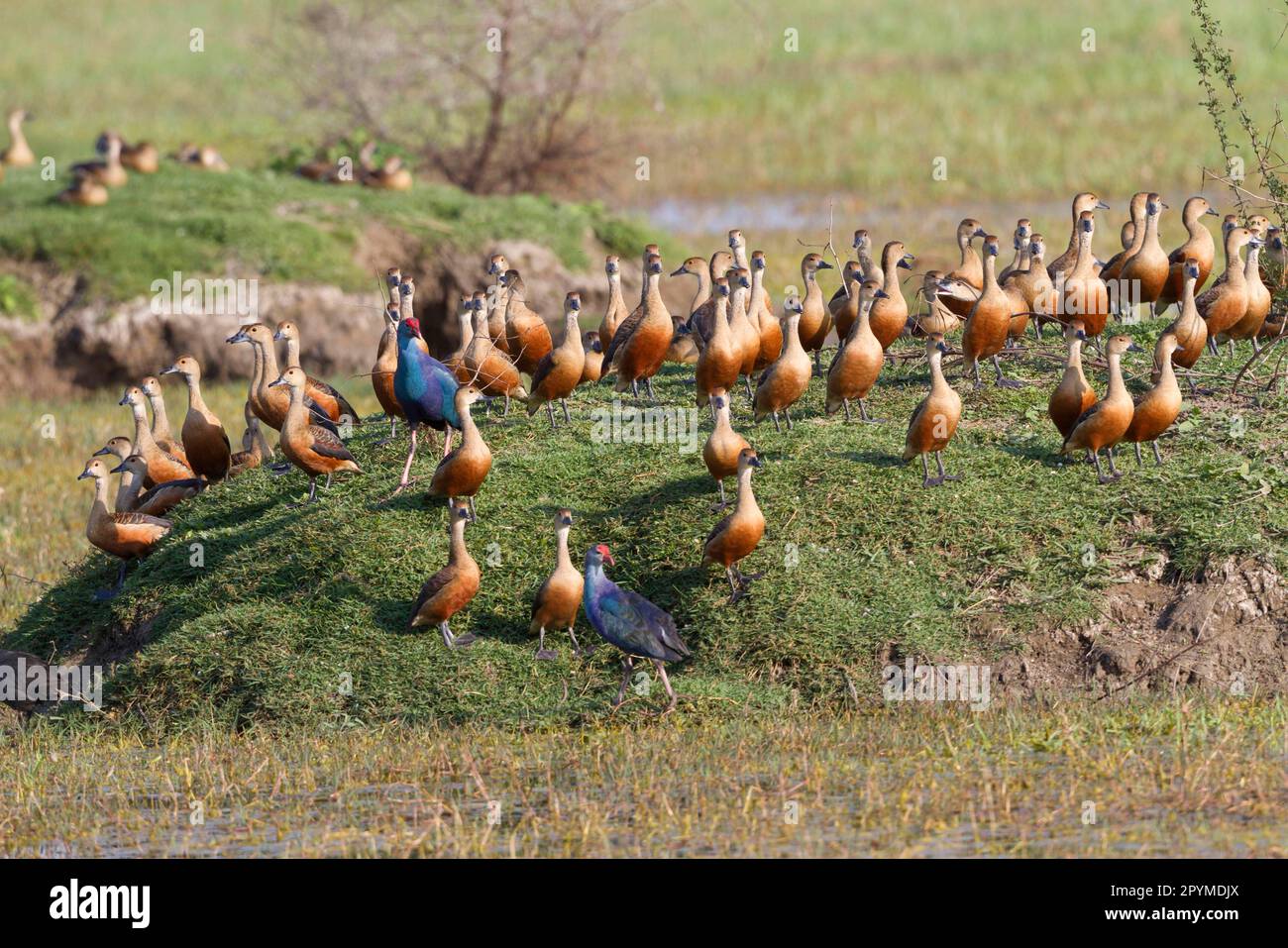 Gregge di anatra meno fischiante (Dendrocygna javanica), con due swamphen viola adulti (Porphyrio porphyrio), sulla riva in una zona umida, Keoladeo Ghana Foto Stock