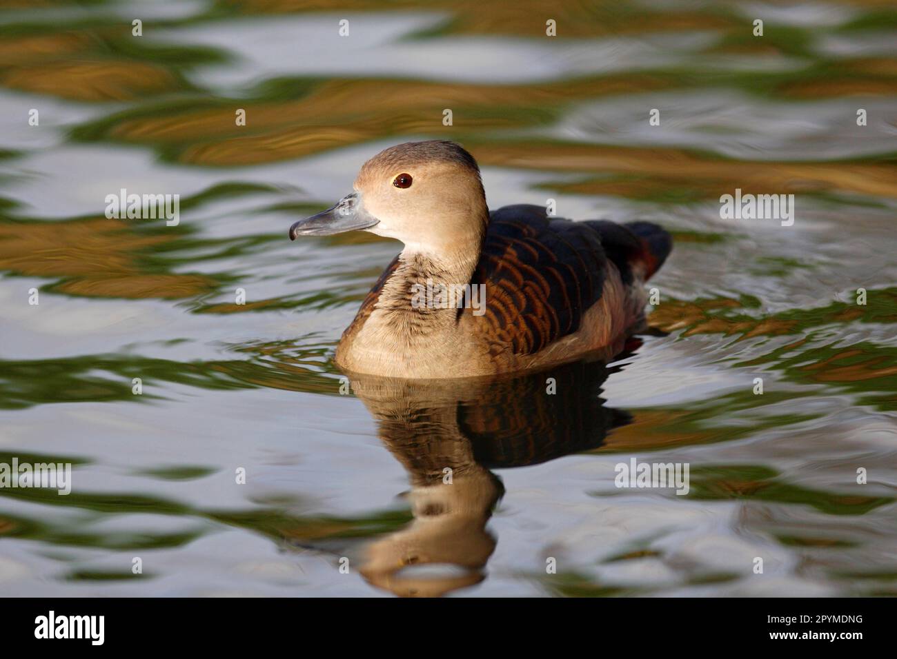 Anatra meno fischiante (Dendrocygna javanica), anatre fischianti di Javan, uccelli d'oca, semi oche, animali, Uccelli, minore fischio-anatra adulto, nuoto Foto Stock