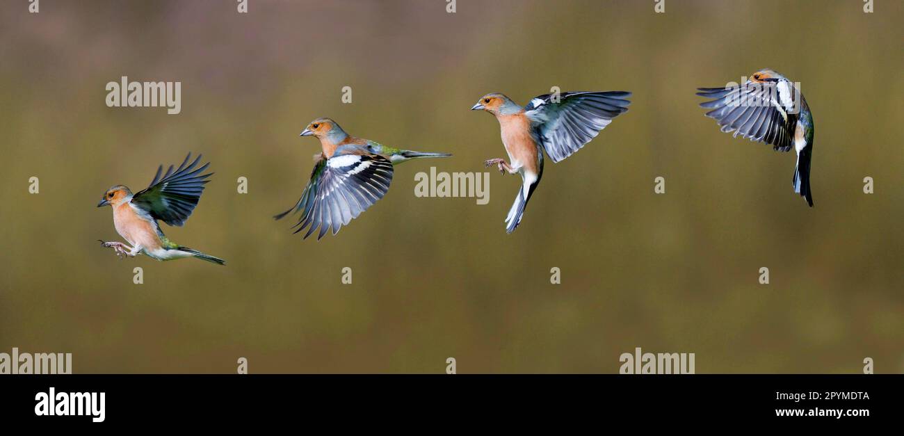 Chaffinch (Fringilla coelebs) maschio adulto, sequenza di volo, Dumfries e Galloway, Scozia, Regno Unito Foto Stock