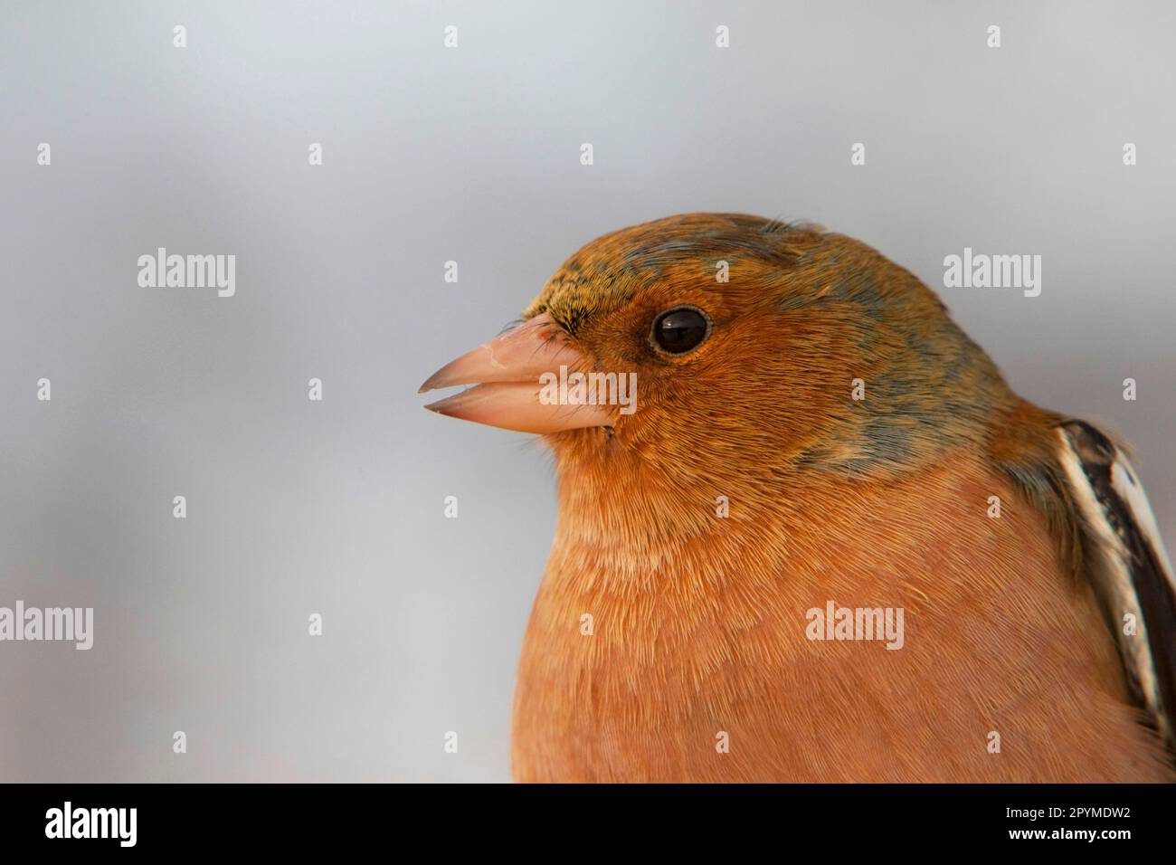 Comune chaffinch (Fringilla coelebs) maschio adulto, primo piano della testa, Inghilterra, inverno Foto Stock