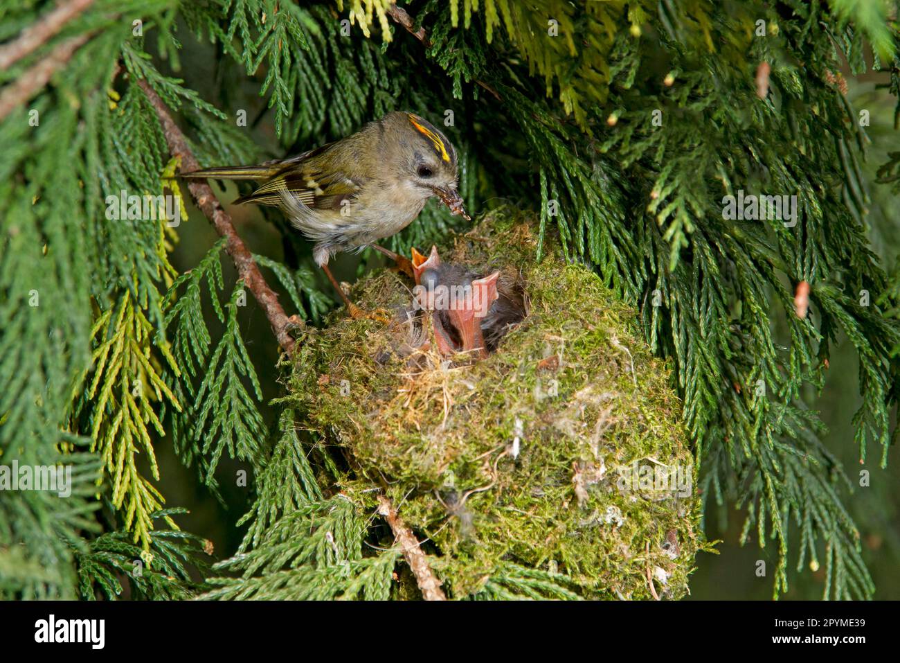 Goldcrest (Regulus regulus), lo stemma dell'oro invernale, i songbirds, gli animali, gli uccelli, Goldcrest adulto maschio, nutrendo i pulcini al nido, nidificando in cipresso Leyland Foto Stock