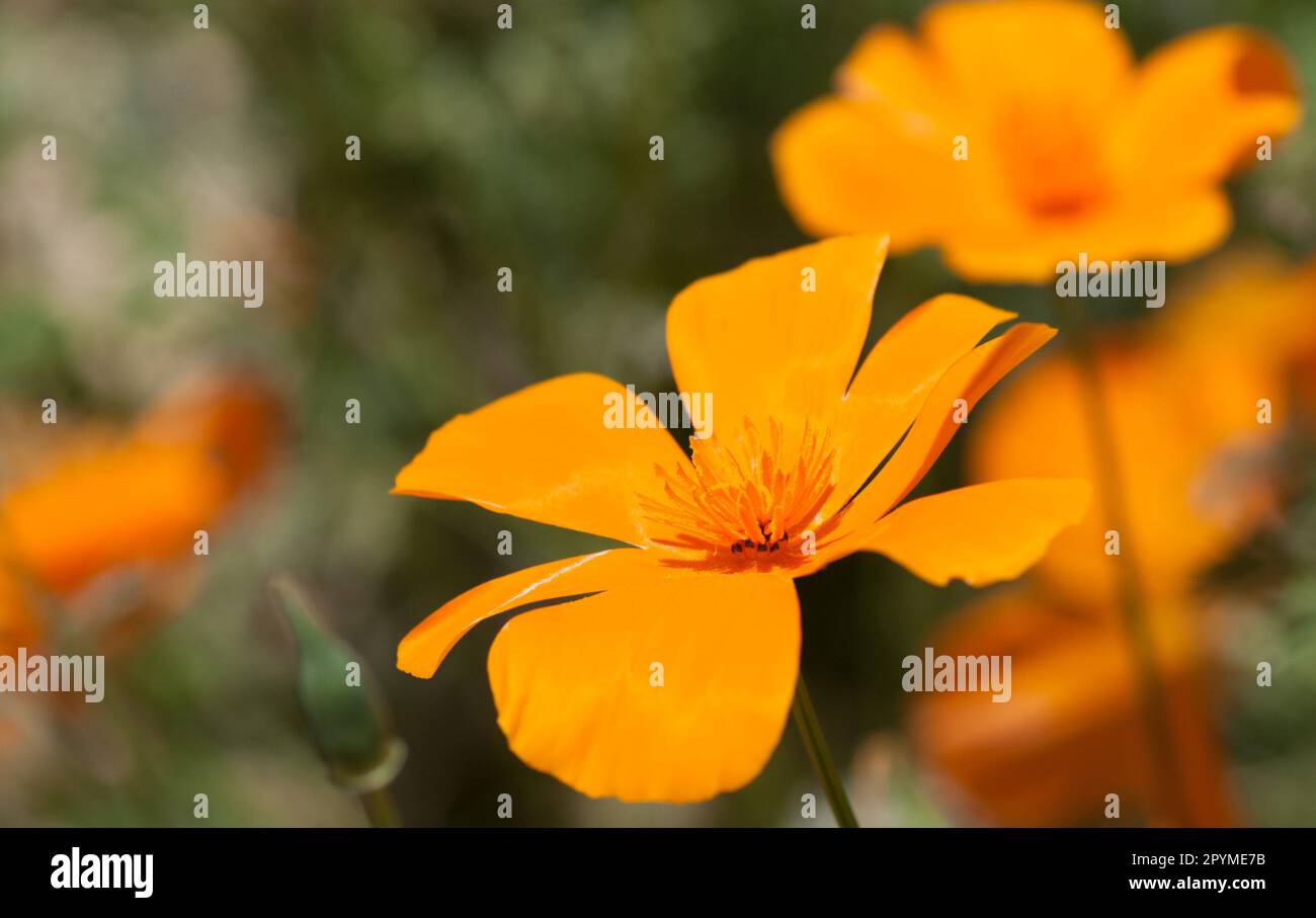 ornage california papavero fiore selvaggio primo piano macro Foto Stock