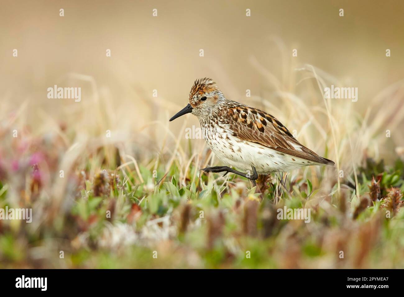 Sandpiper occidentale (Calidris mauri) adulto, piumaggio di allevamento, in piedi su tundra, vicino Barrow, utricularia ocroleuca (U.) (U.) S. A Foto Stock