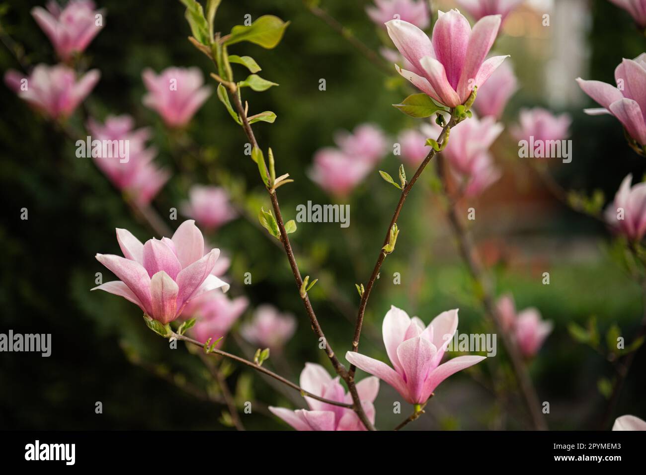 Fiori rosa tenera di magnolia fioriscono in primavera. Foto Stock