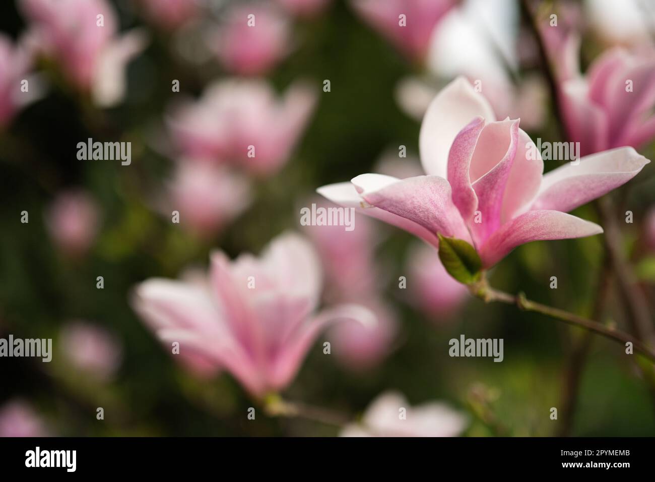 Fiori rosa tenera di magnolia fioriscono in primavera. Foto Stock