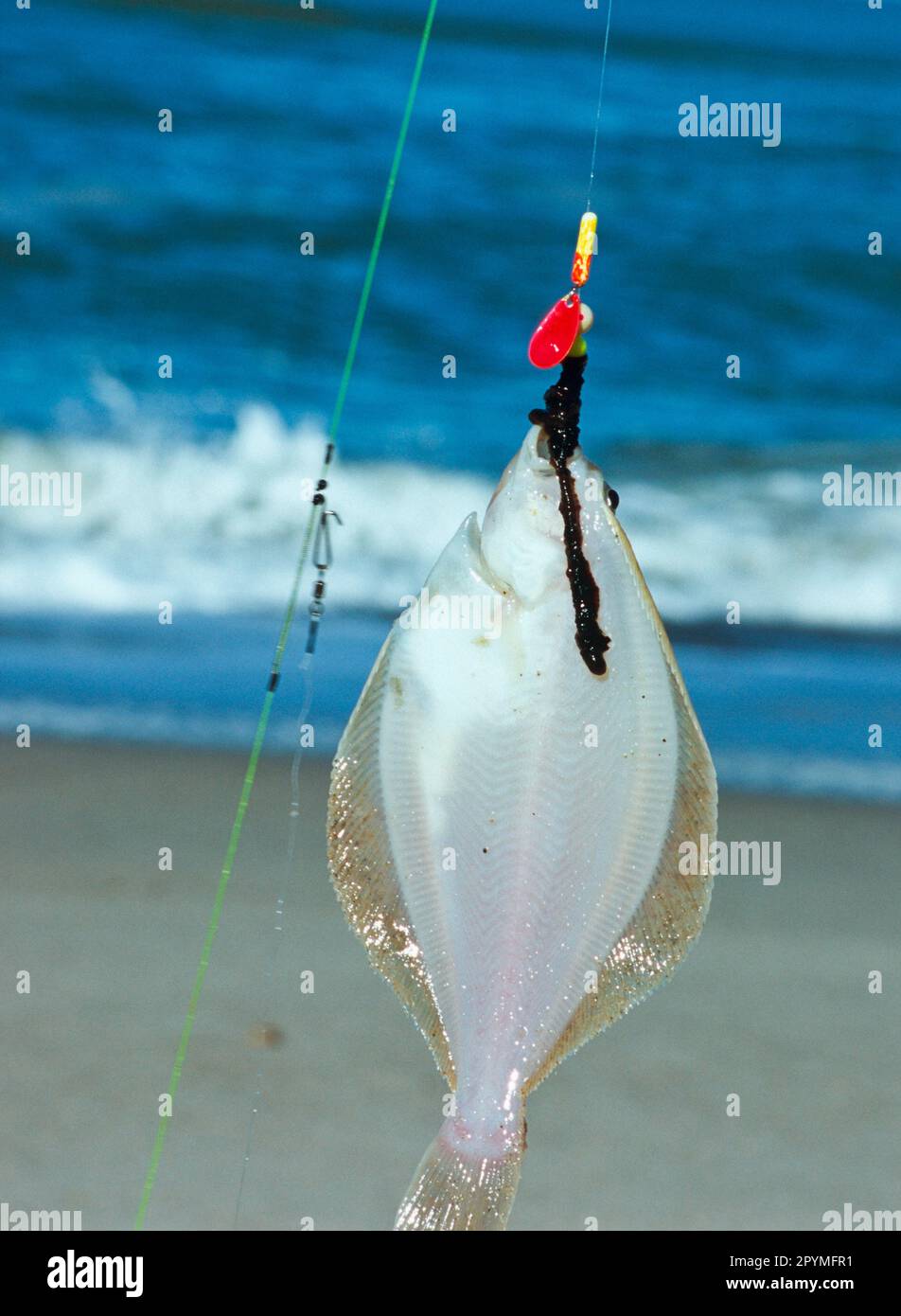Passera di mare su ganci di pesce Foto Stock