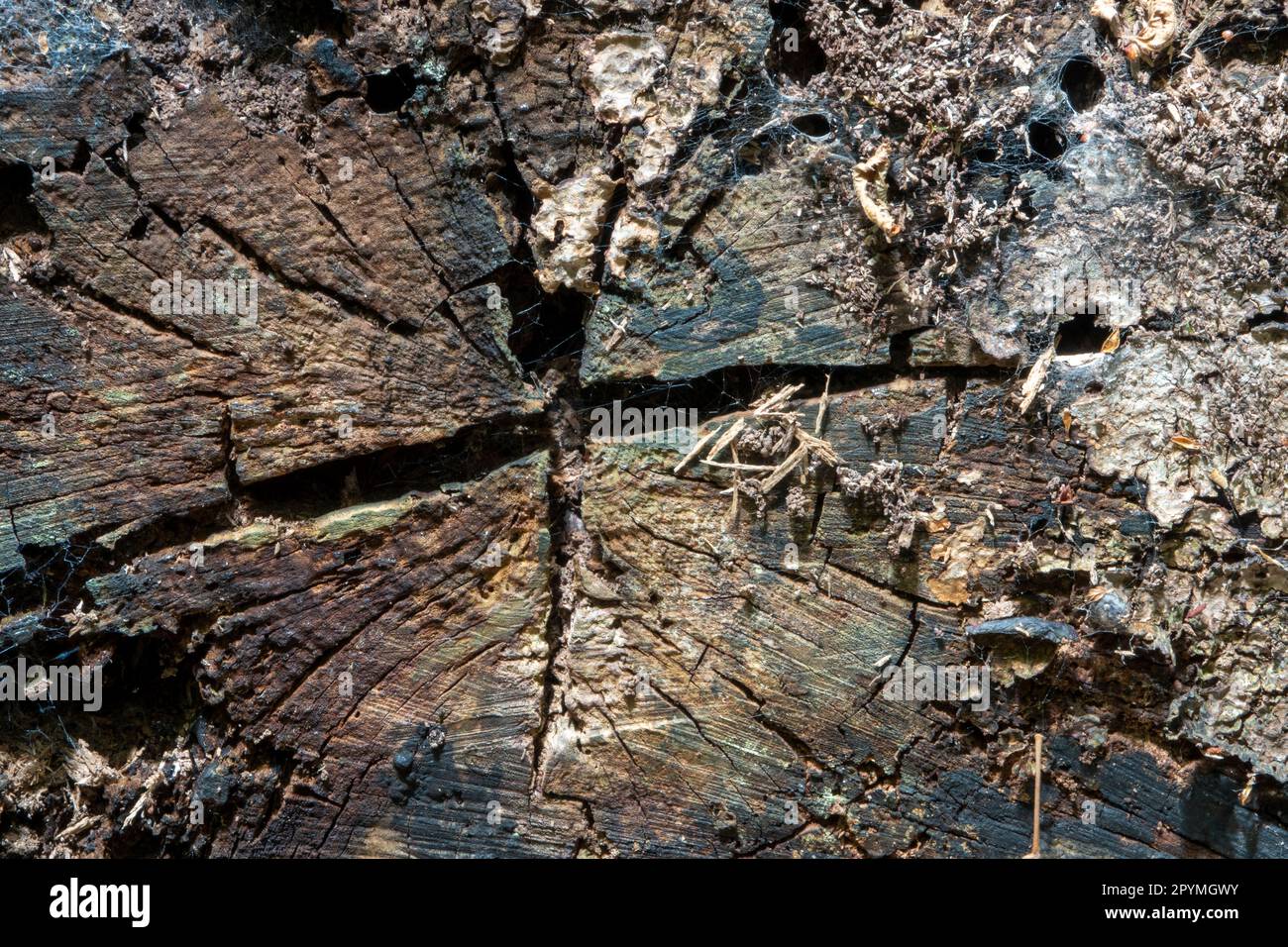 Primo piano dell'estremità tagliata di un ceppo di albero che mostra spaccature, crepe e consistenza Foto Stock